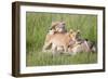 Pride of a Lioness-Susann Parker-Framed Photographic Print