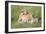 Pride of a Lioness-Susann Parker-Framed Photographic Print