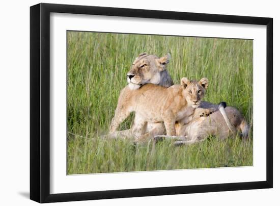 Pride of a Lioness-Susann Parker-Framed Photographic Print