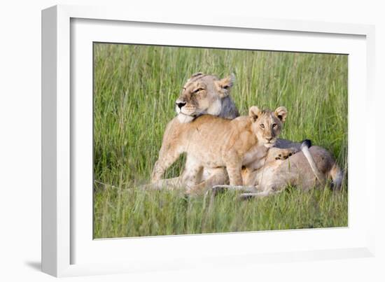 Pride of a Lioness-Susann Parker-Framed Photographic Print