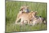 Pride of a Lioness-Susann Parker-Mounted Photographic Print