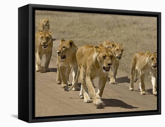Pride of African Lions Walking Along a Track, Serengeti Np, Tanzania-Edwin Giesbers-Framed Stretched Canvas