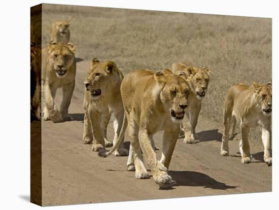 Pride of African Lions Walking Along a Track, Serengeti Np, Tanzania-Edwin Giesbers-Stretched Canvas