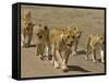 Pride of African Lions Walking Along a Track, Serengeti Np, Tanzania-Edwin Giesbers-Framed Stretched Canvas