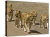 Pride of African Lions Walking Along a Track, Serengeti Np, Tanzania-Edwin Giesbers-Stretched Canvas