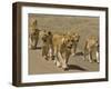 Pride of African Lions Walking Along a Track, Serengeti Np, Tanzania-Edwin Giesbers-Framed Premium Photographic Print