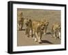 Pride of African Lions Walking Along a Track, Serengeti Np, Tanzania-Edwin Giesbers-Framed Premium Photographic Print