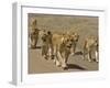 Pride of African Lions Walking Along a Track, Serengeti Np, Tanzania-Edwin Giesbers-Framed Premium Photographic Print