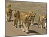 Pride of African Lions Walking Along a Track, Serengeti Np, Tanzania-Edwin Giesbers-Mounted Premium Photographic Print