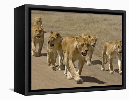 Pride of African Lions Walking Along a Track, Serengeti Np, Tanzania-Edwin Giesbers-Framed Stretched Canvas