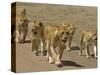 Pride of African Lions Walking Along a Track, Serengeti Np, Tanzania-Edwin Giesbers-Stretched Canvas