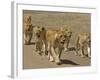 Pride of African Lions Walking Along a Track, Serengeti Np, Tanzania-Edwin Giesbers-Framed Photographic Print