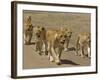 Pride of African Lions Walking Along a Track, Serengeti Np, Tanzania-Edwin Giesbers-Framed Photographic Print