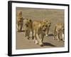 Pride of African Lions Walking Along a Track, Serengeti Np, Tanzania-Edwin Giesbers-Framed Photographic Print