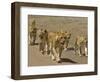 Pride of African Lions Walking Along a Track, Serengeti Np, Tanzania-Edwin Giesbers-Framed Photographic Print