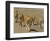 Pride of African Lions Walking Along a Track, Serengeti Np, Tanzania-Edwin Giesbers-Framed Photographic Print