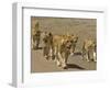 Pride of African Lions Walking Along a Track, Serengeti Np, Tanzania-Edwin Giesbers-Framed Photographic Print