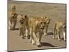 Pride of African Lions Walking Along a Track, Serengeti Np, Tanzania-Edwin Giesbers-Mounted Photographic Print
