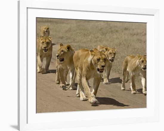 Pride of African Lions Walking Along a Track, Serengeti Np, Tanzania-Edwin Giesbers-Framed Photographic Print