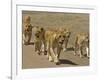 Pride of African Lions Walking Along a Track, Serengeti Np, Tanzania-Edwin Giesbers-Framed Photographic Print