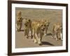 Pride of African Lions Walking Along a Track, Serengeti Np, Tanzania-Edwin Giesbers-Framed Photographic Print