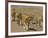 Pride of African Lions Walking Along a Track, Serengeti Np, Tanzania-Edwin Giesbers-Framed Photographic Print