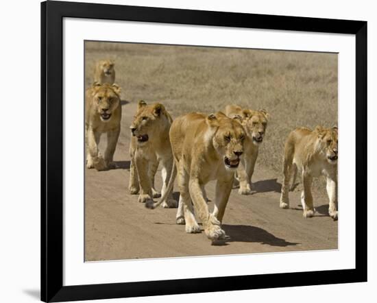 Pride of African Lions Walking Along a Track, Serengeti Np, Tanzania-Edwin Giesbers-Framed Photographic Print