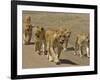 Pride of African Lions Walking Along a Track, Serengeti Np, Tanzania-Edwin Giesbers-Framed Photographic Print