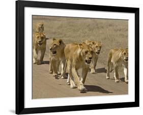 Pride of African Lions Walking Along a Track, Serengeti Np, Tanzania-Edwin Giesbers-Framed Photographic Print