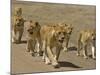 Pride of African Lions Walking Along a Track, Serengeti Np, Tanzania-Edwin Giesbers-Mounted Photographic Print