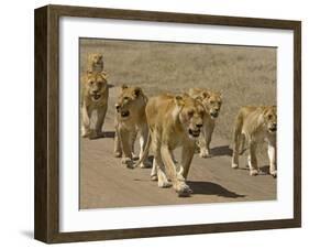 Pride of African Lions Walking Along a Track, Serengeti Np, Tanzania-Edwin Giesbers-Framed Photographic Print