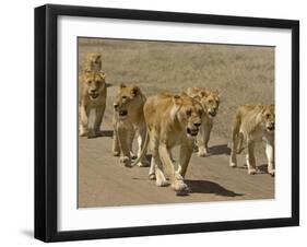 Pride of African Lions Walking Along a Track, Serengeti Np, Tanzania-Edwin Giesbers-Framed Photographic Print