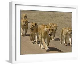 Pride of African Lions Walking Along a Track, Serengeti Np, Tanzania-Edwin Giesbers-Framed Photographic Print