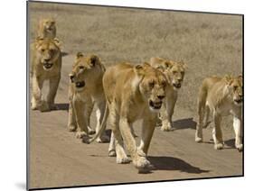 Pride of African Lions Walking Along a Track, Serengeti Np, Tanzania-Edwin Giesbers-Mounted Photographic Print