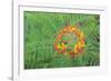 Pride of Barbados, Austin, Texas, Usa-Lisa S Engelbrecht-Framed Photographic Print