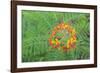 Pride of Barbados, Austin, Texas, Usa-Lisa S Engelbrecht-Framed Photographic Print