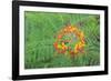 Pride of Barbados, Austin, Texas, Usa-Lisa S Engelbrecht-Framed Photographic Print