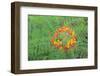 Pride of Barbados, Austin, Texas, Usa-Lisa S Engelbrecht-Framed Photographic Print