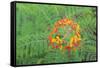 Pride of Barbados, Austin, Texas, Usa-Lisa S Engelbrecht-Framed Stretched Canvas