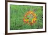 Pride of Barbados, Austin, Texas, Usa-Lisa S Engelbrecht-Framed Photographic Print