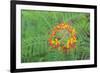 Pride of Barbados, Austin, Texas, Usa-Lisa S Engelbrecht-Framed Photographic Print