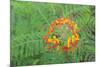 Pride of Barbados, Austin, Texas, Usa-Lisa S Engelbrecht-Mounted Photographic Print