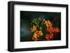 Pride of Barbados West Indies-null-Framed Art Print