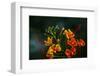 Pride of Barbados West Indies-null-Framed Art Print