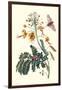 Pride of Barbados with a Tobacco Hornworm-Maria Sibylla Merian-Framed Art Print