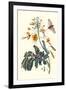 Pride of Barbados with a Tobacco Hornworm-Maria Sibylla Merian-Framed Art Print