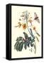 Pride of Barbados with a Tobacco Hornworm-Maria Sibylla Merian-Framed Stretched Canvas