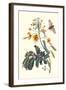 Pride of Barbados with a Tobacco Hornworm-Maria Sibylla Merian-Framed Art Print