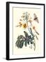 Pride of Barbados with a Tobacco Hornworm-Maria Sibylla Merian-Framed Art Print