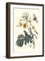 Pride of Barbados with a Tobacco Hornworm-Maria Sibylla Merian-Framed Art Print